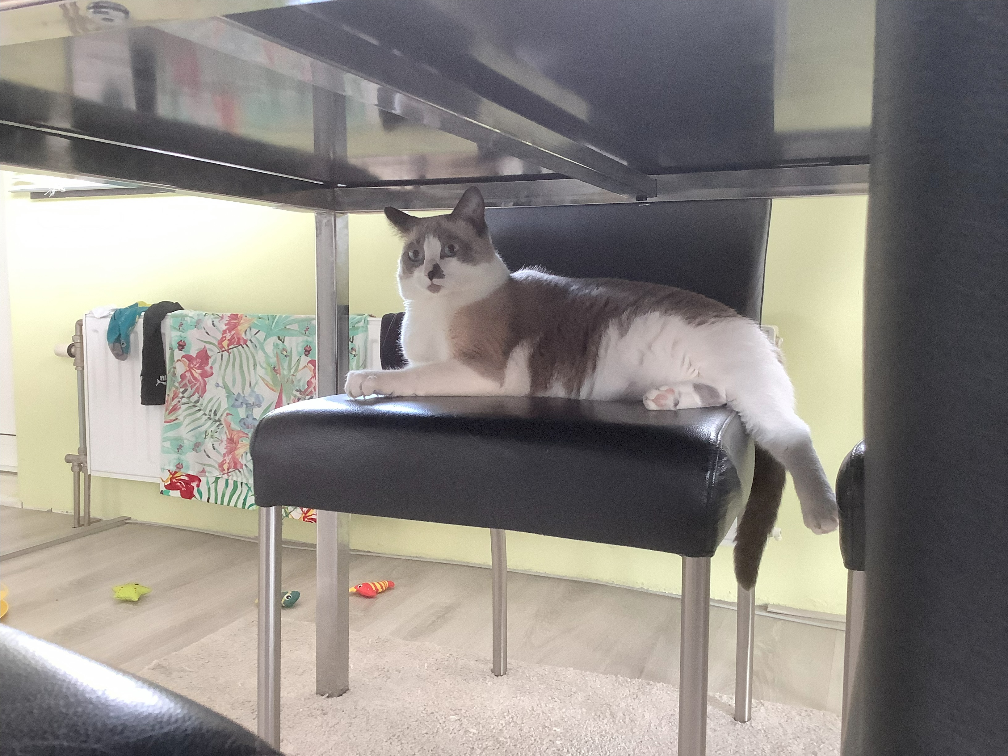 poesje Gaia mijn huisdier